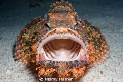 scorfano barbuto! by Helmy Hashim 